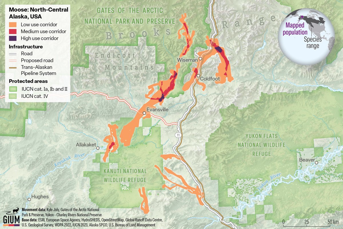 Global Initiative on Ungulate Migration (@migratinghooves) on Twitter photo Tracking data can allow developers to pinpoint exactly where conservation measures are needed to protect migrating animals 🦓. Learn more about the Atlas of Ungulate Migration Sept. 4th at 16:00 CEST, Zoom link: un-org-unep.zoom.us/j/93137687470 Atlas designed by <a href="/InfoGraphicsLab/">InfoGraphics Lab</a> 🦌🫎 Tracking data can allow developers to pinpoint exactly where conservation measures are needed to protect migrating animals 🦓. Learn more about the Atlas of Ungulate Migration Sept. 4th at 16:00 CEST, Zoom link: un-org-unep.zoom.us/j/93137687470 Atlas designed by <a href="/InfoGraphicsLab/">InfoGraphics Lab</a> 🦌🫎