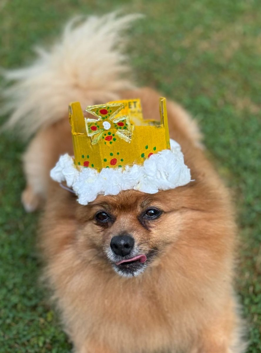 FakePerrieLM's tweet photo. 👑⠀      — Happy 12th birthday to King Hatchi! https://t.co/YFq2qiBQe8