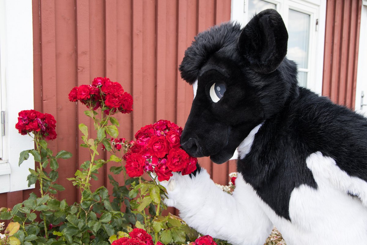 Want to smell the roses together with me?

Fursuit by the wonderful <a href="/GoFurItstudios/">Go Fur It</a> 
Photo by the sweetheart <a href="/KamuBat/">Kamuniak 🦇</a> 

#FursuitFriday #fursuiter