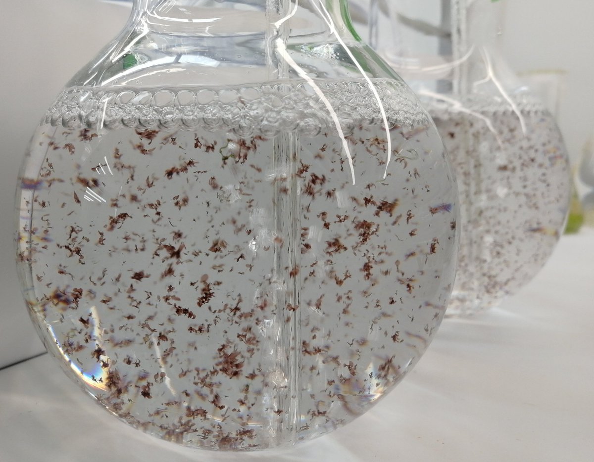 Happy to go into the weekend with these fresh #Porphyra umbilicalis cultures bubbling away 🤩
#seaweed love
#phycologyfriday