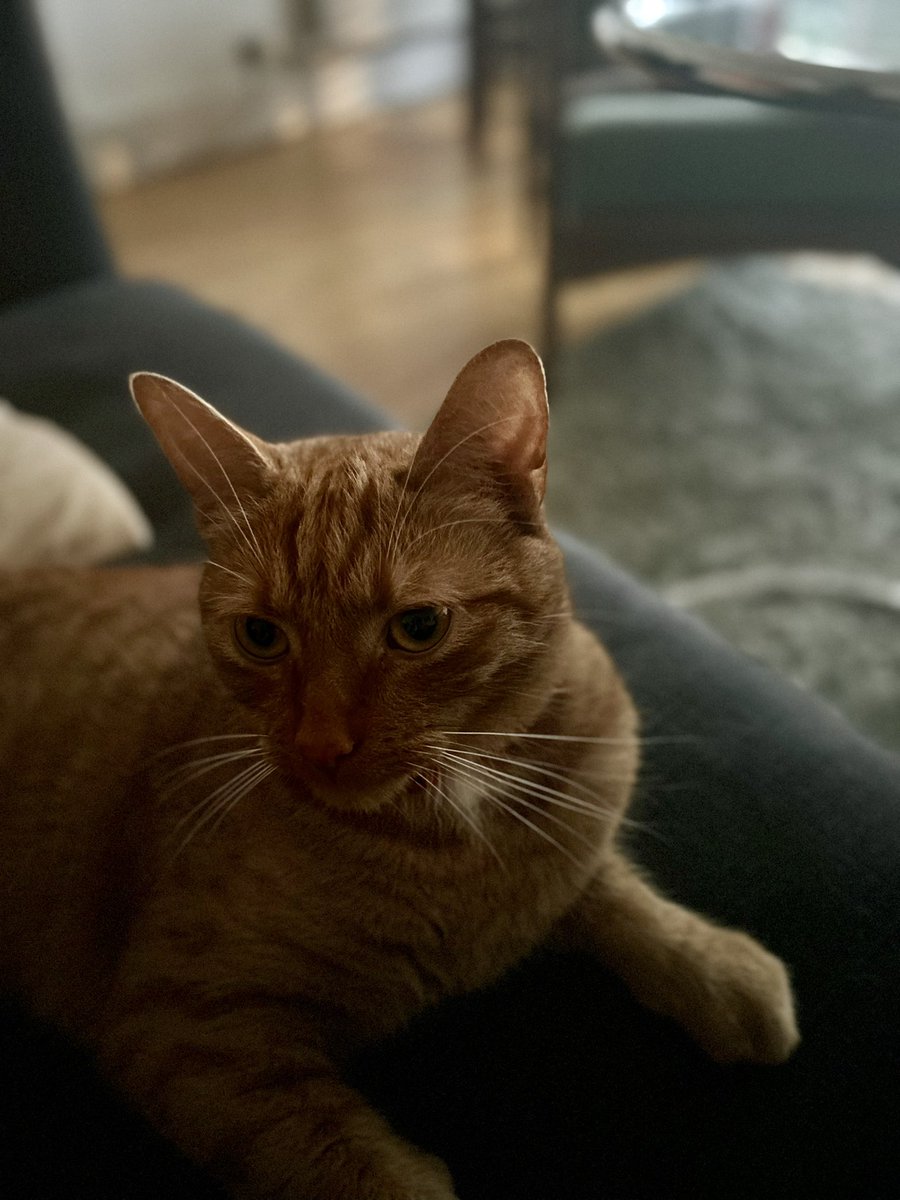 Friday night with the most handsome male.
#gingercat