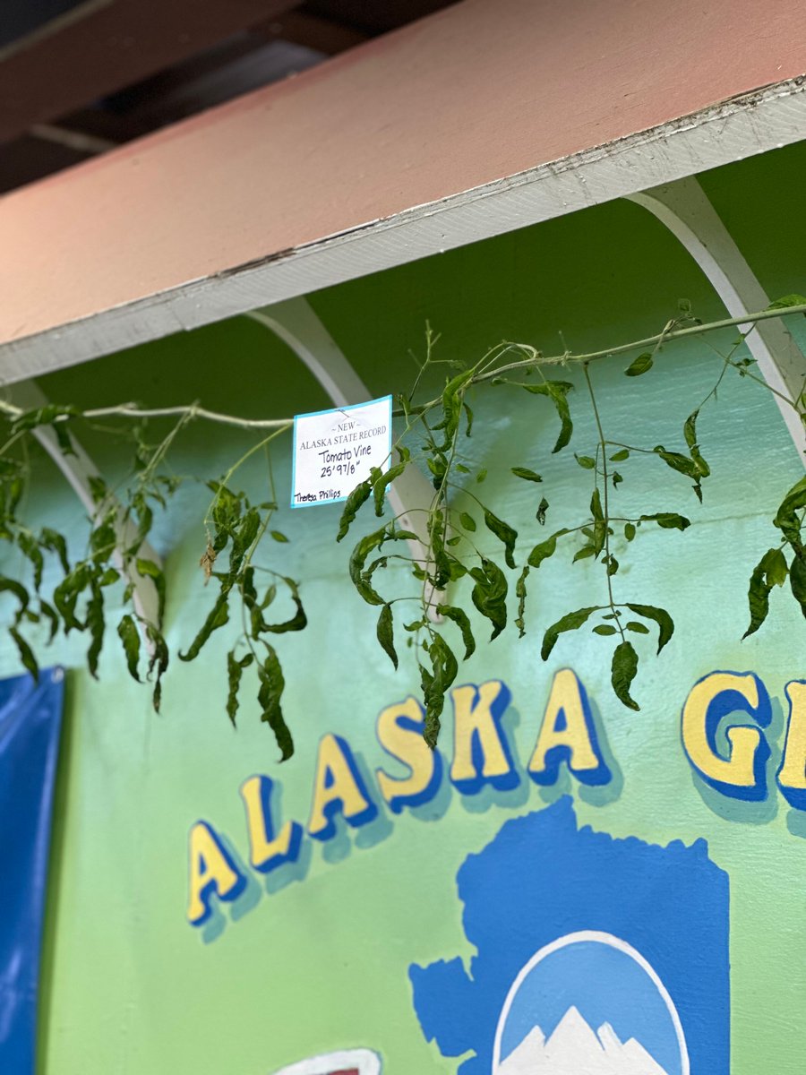 AlaskaStateFair's tweet image. 📣 NEW STATE RECORDS! 📣
🧄 Theresa Phillips - Palmer | Garlic .43 lbs 🧄 (TIED with Deb Blaylocks from 2022)
🍅 Theresa Phillips - Palmer | Tomato plant length 25' 9 7/8" 🍅
Stop by the @CTE_AK Farm Exhibits to see them! #veggies #staterecord #AKFairFun #Fair #enjoytheride