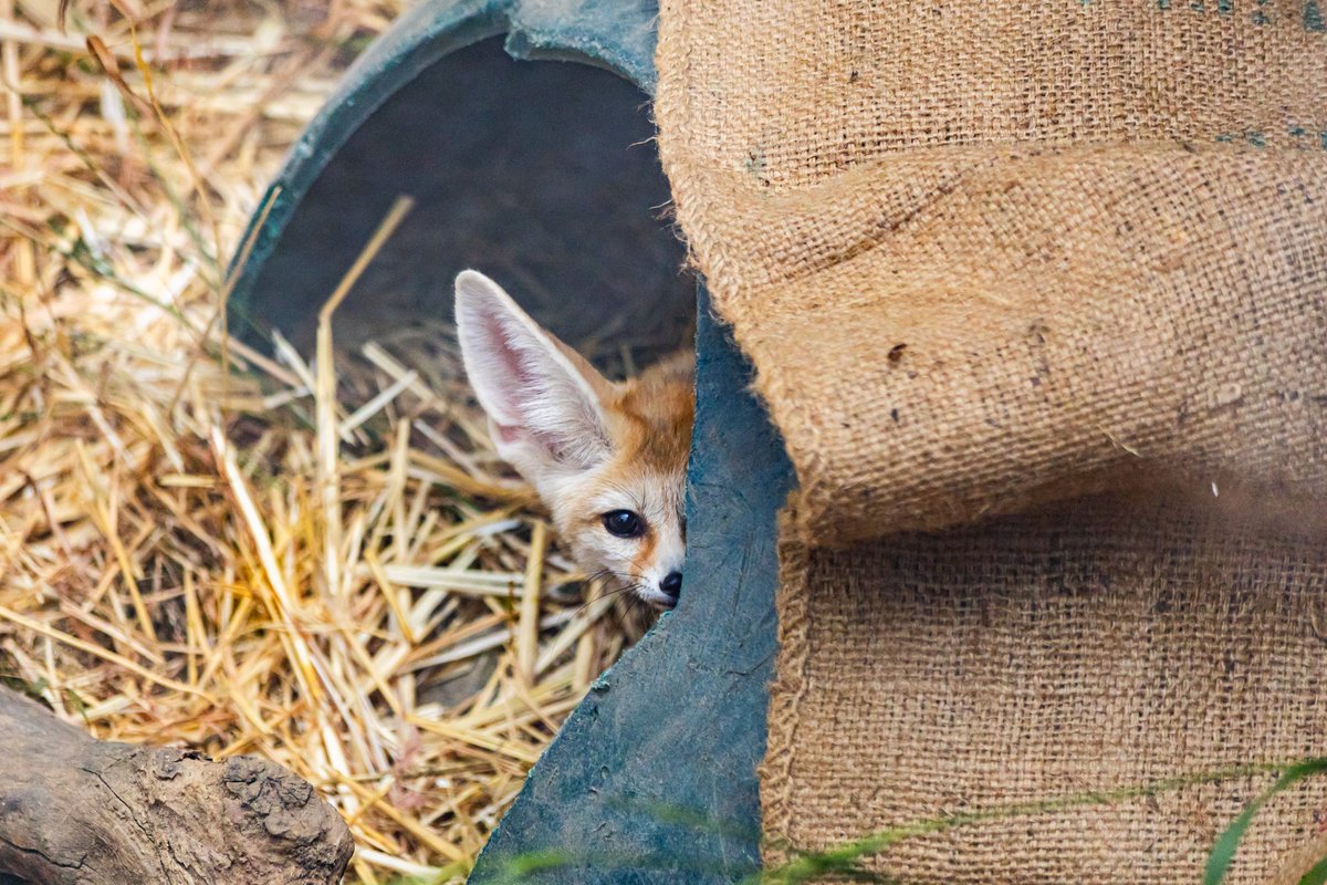 SantaBarbaraZoo's tweet image. If “introverted but feeling foxy” was a picture: 🥸🦊

#FoxFriday