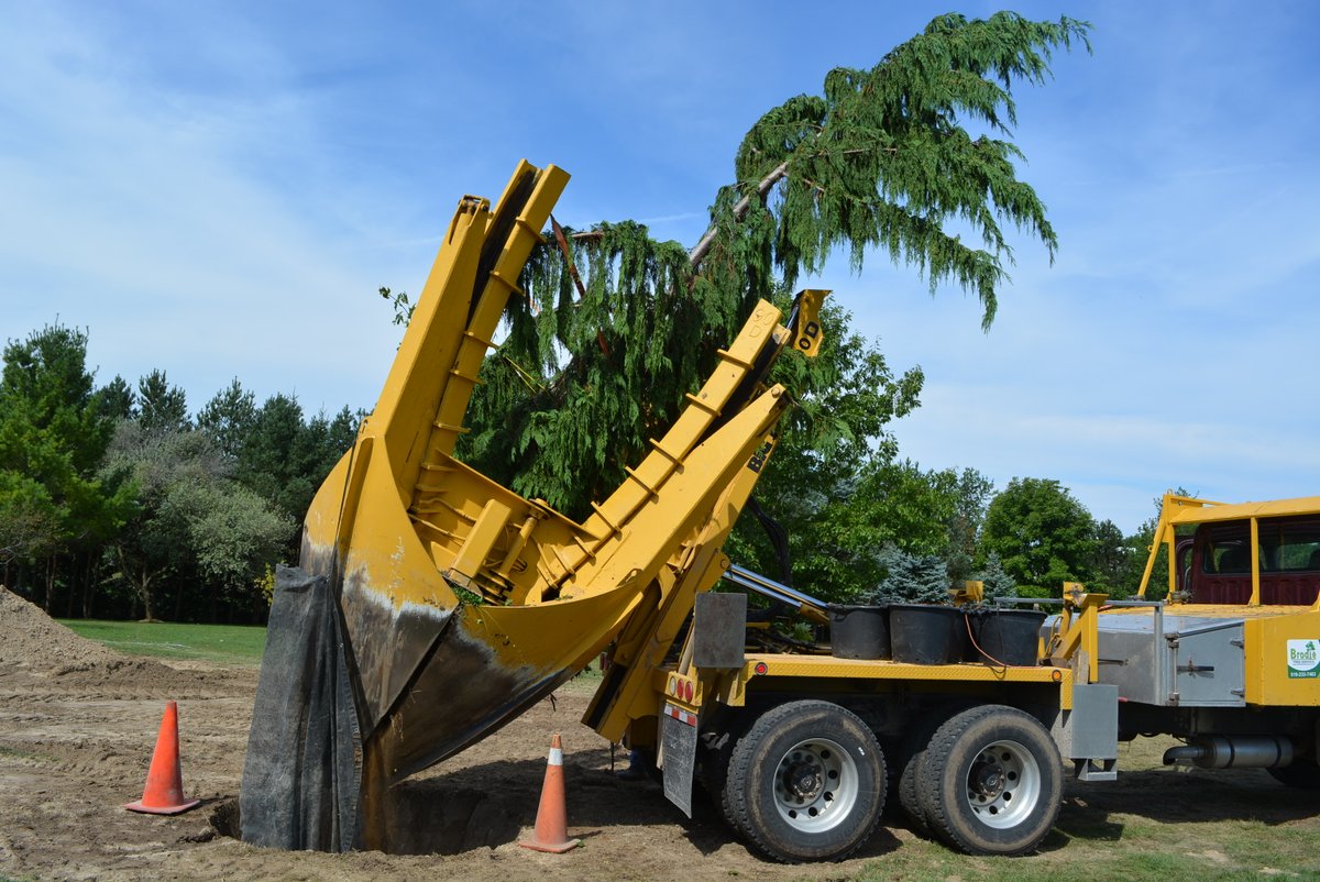 A huge thanks to Dave Brodie of Brodie Tree Farm for donating two beautiful big trees this morning. The Blue Spruce and Weeping Nootka Cypress are feeling right at home in our front yard.