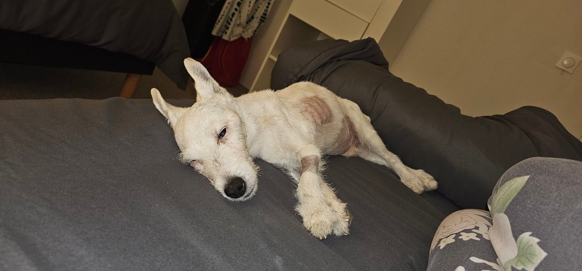 MMoiceanu's tweet image. Juste pour le plaisir de partager ma joie. Mon bb, Guizmo a faillit y passer au mois de juin... Amour, soutien h24 et bon suivi l'ont sauvé et je ne peux pas être plus heureuse 🤍 Et au passage, il a visité la Roumanie et l'Italie. La veto n'en revenait