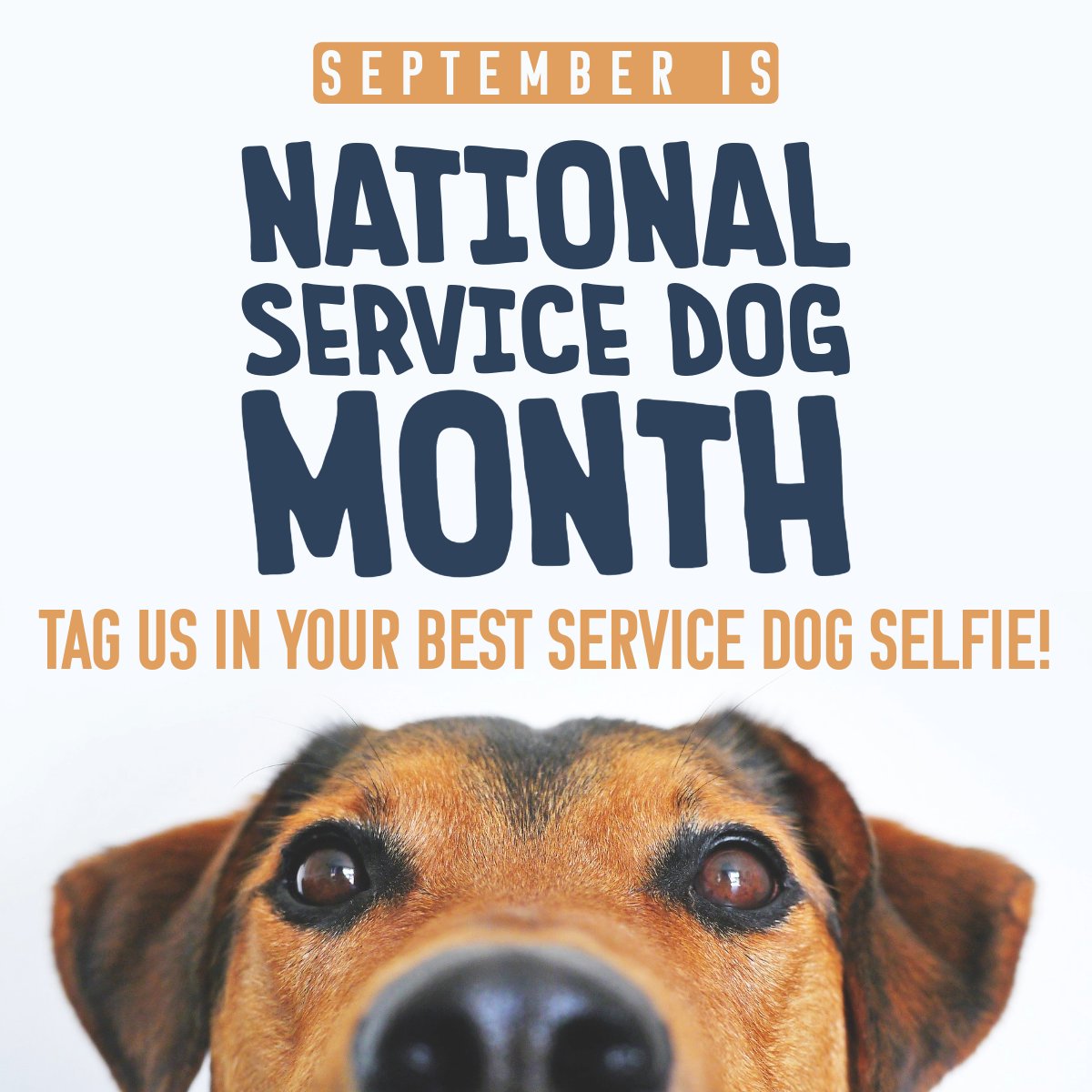 September is National Service Dog Month and we are here to celebrate and acknowledge them all! Share a selfie of you and your service dog, and tag us to help us raise awareness of all the wonderful ways they improve our lives! #NationalServiceDogMonth 🐕‍🦺