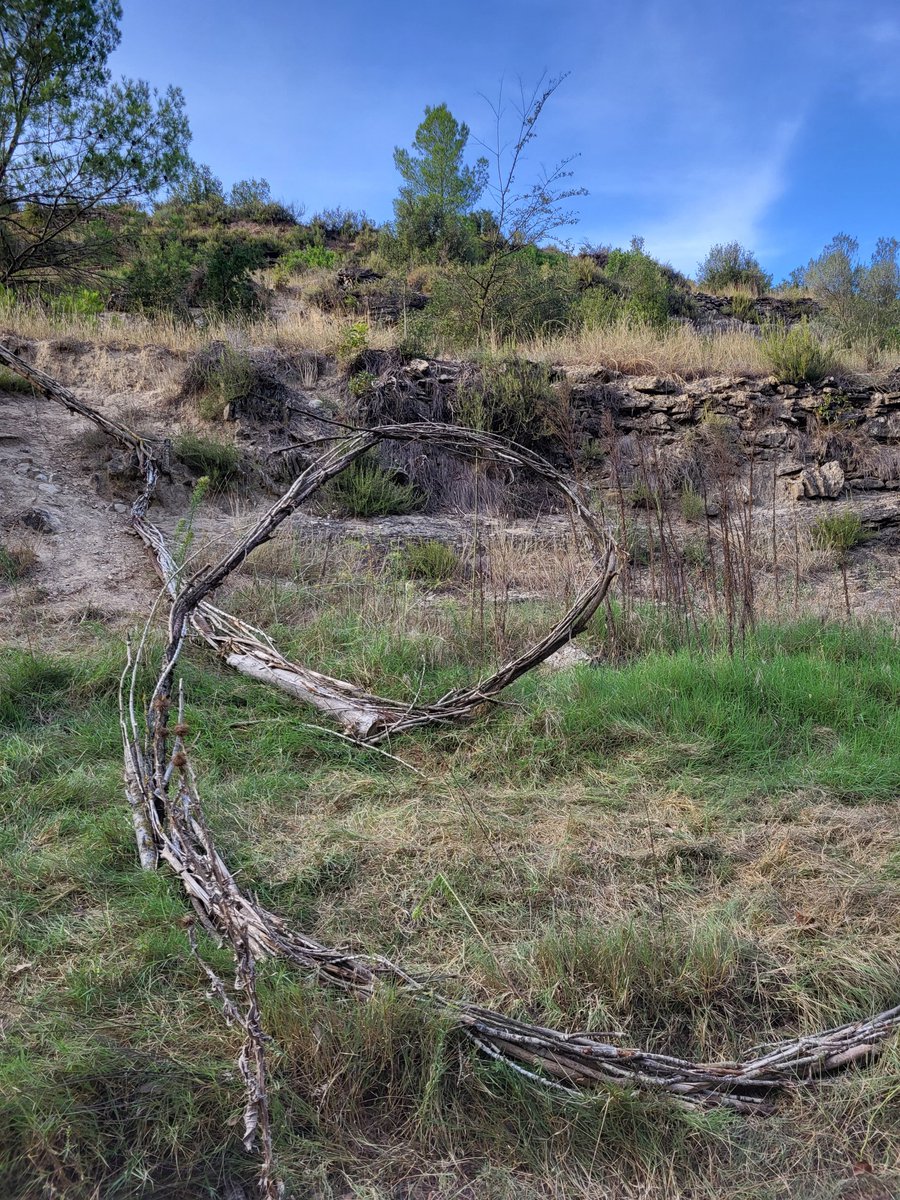 Aquesta tarda s'ha inaugurat la 5a edició del Festival #Microscopies que uneix art 👩‍🎨 i natura 🌳 a l'anellaverda de #Manresa!

📍 Ha estat amb un recorregut per les diferents obres, a la zona de Can Poc Oli, al tram final de la riera de Rajadell.