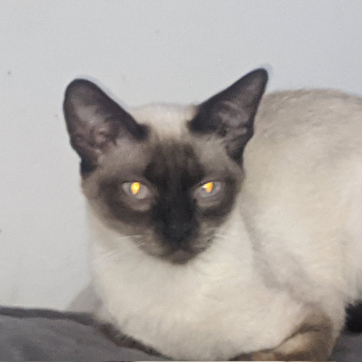 ncromania's tweet image. Eu e a criatura que saiu de mim