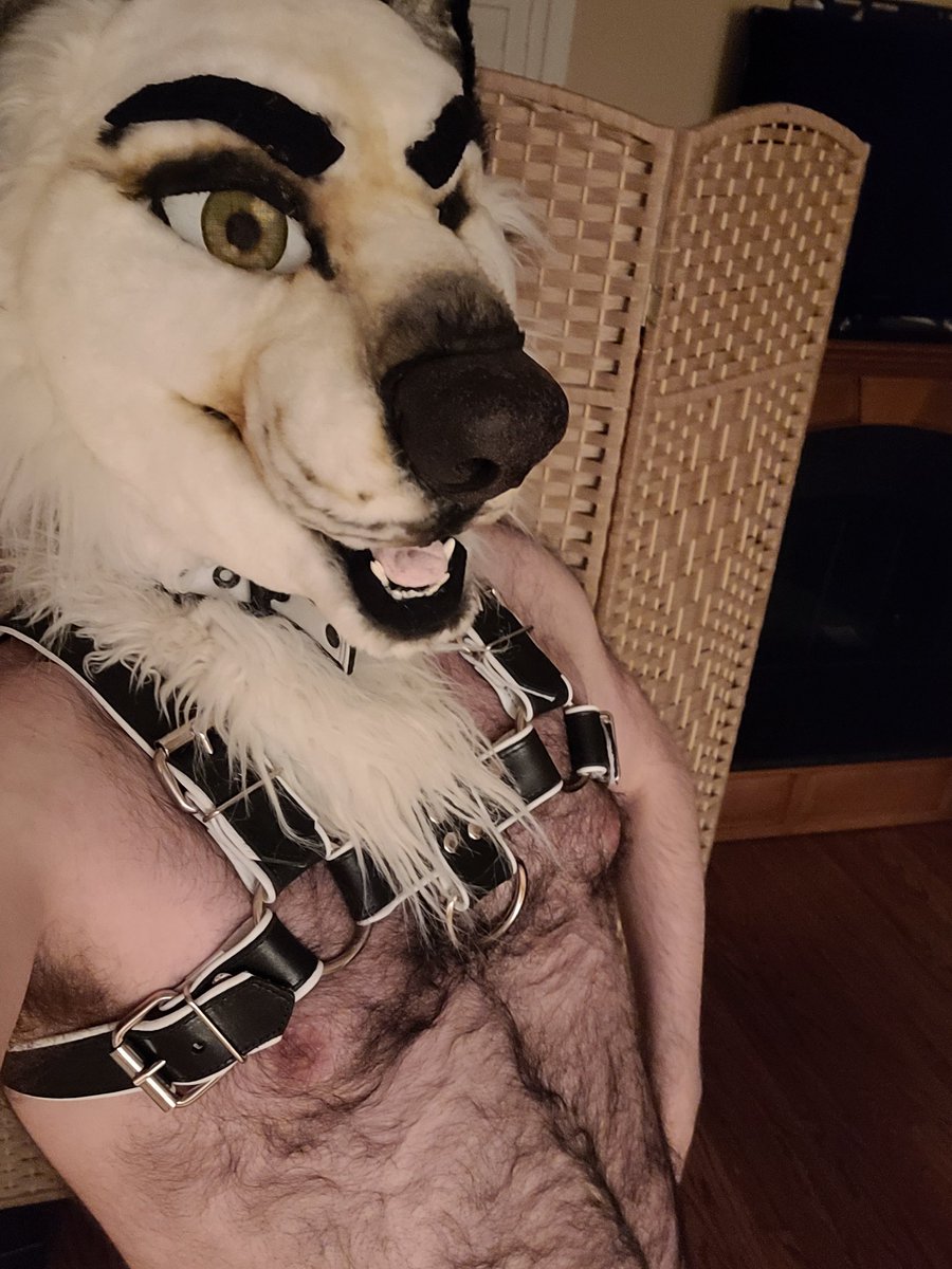 So anyone know a fursuit maker that's doing bodies? I have a head (along with a few bits for partial) but never got to have the full suit experience. I'd love some recommendations