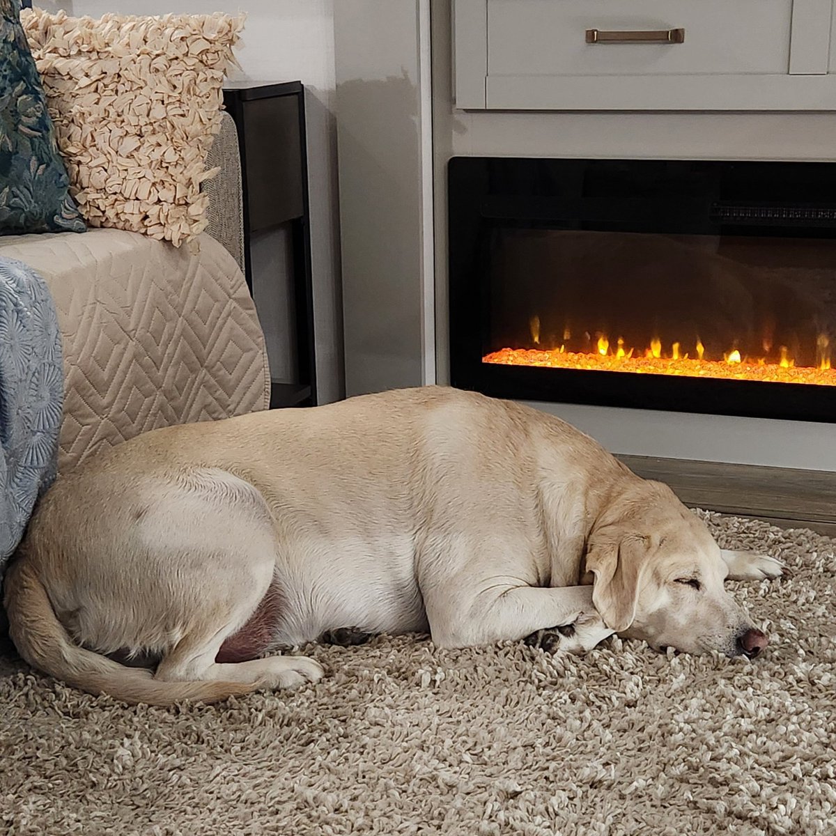 BrinkleyRv's tweet photo. Brinkley dogs are the happiest dogs 🐶 

Do you travel with your pups? If so, what's your favorite pet-friendly feature on your Brinkley? 🐾

📸: Donald Young, tucker.n.steve, Jason Stokes, Tammie Zaczek

#BrinkleyRV #ModelZ #ModelG #RVingwithdogs #Camper https://t.co/7tcpdpP3oa