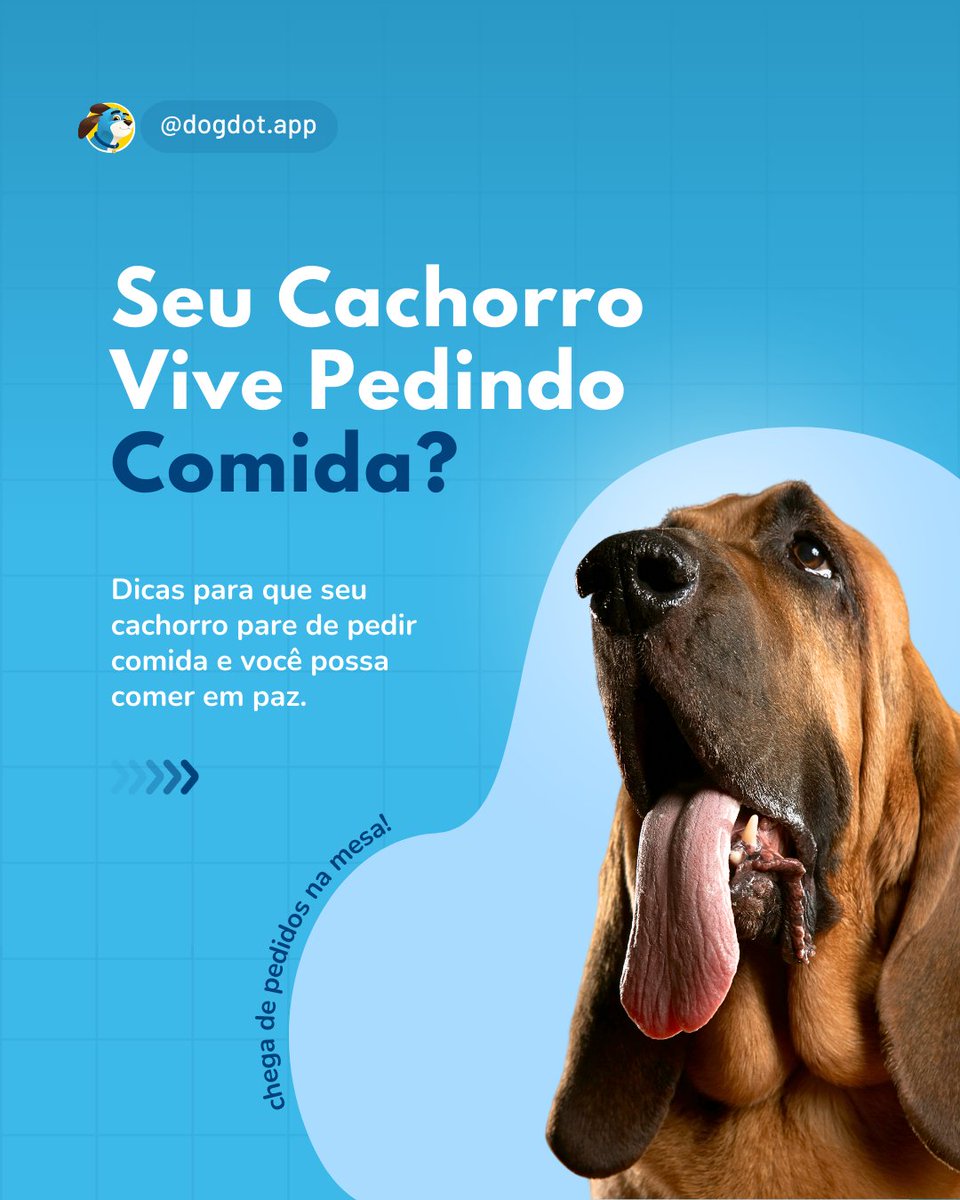 DogDot_app's tweet photo. Seu cachorro não para de pedir comida?  
 
No carrossel, você encontra dicas práticas para ensinar seu doguinho a respeitar a sua hora de comer.  
 #dicasdepet #cãoeducado #petcare #horadacomida #dicasparacachorros #dogdotapp #adestramento #treinamento #adestramentopositivo https://t.co/12Mle93MUd