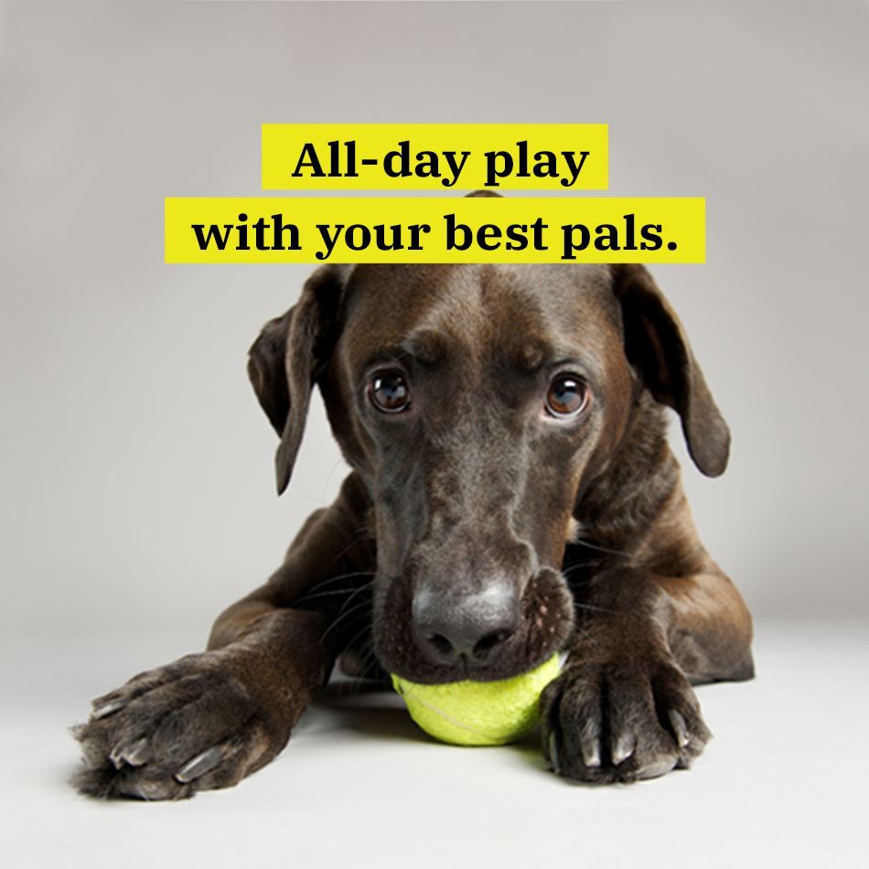 WaggingTailsPR's tweet image. Wish your #dog could play safely in a pack? We've got you covered. Get the deets on our supervised #doggy daycare sessions here: buff.ly/477MvWb