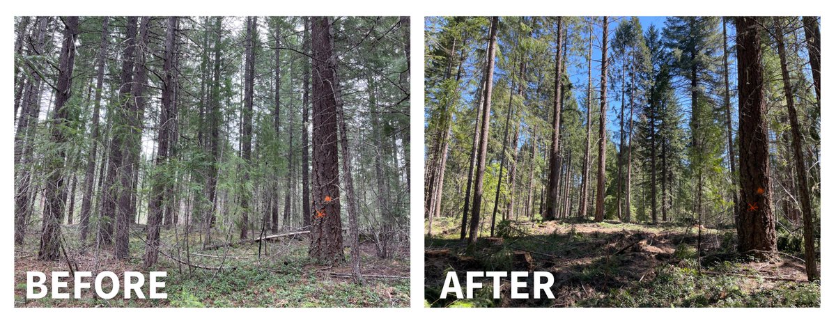 CWSF (@westernforester) on Twitter photo #ICYMI - Check out our July Good Neighbor Authority Spotlight, which features work accomplished by <a href="/ORDeptForestry/">Oregon Forestry</a>, <a href="/forestservice/">USDA Forest Service</a>, & other partners to thin overstocked stands, diversify habitat, & improve road infrastructure. thewflc.org/blog/gna-spotl… 📸: Chris Rudd #ICYMI - Check out our July Good Neighbor Authority Spotlight, which features work accomplished by <a href="/ORDeptForestry/">Oregon Forestry</a>, <a href="/forestservice/">USDA Forest Service</a>, & other partners to thin overstocked stands, diversify habitat, & improve road infrastructure. thewflc.org/blog/gna-spotl… 📸: Chris Rudd