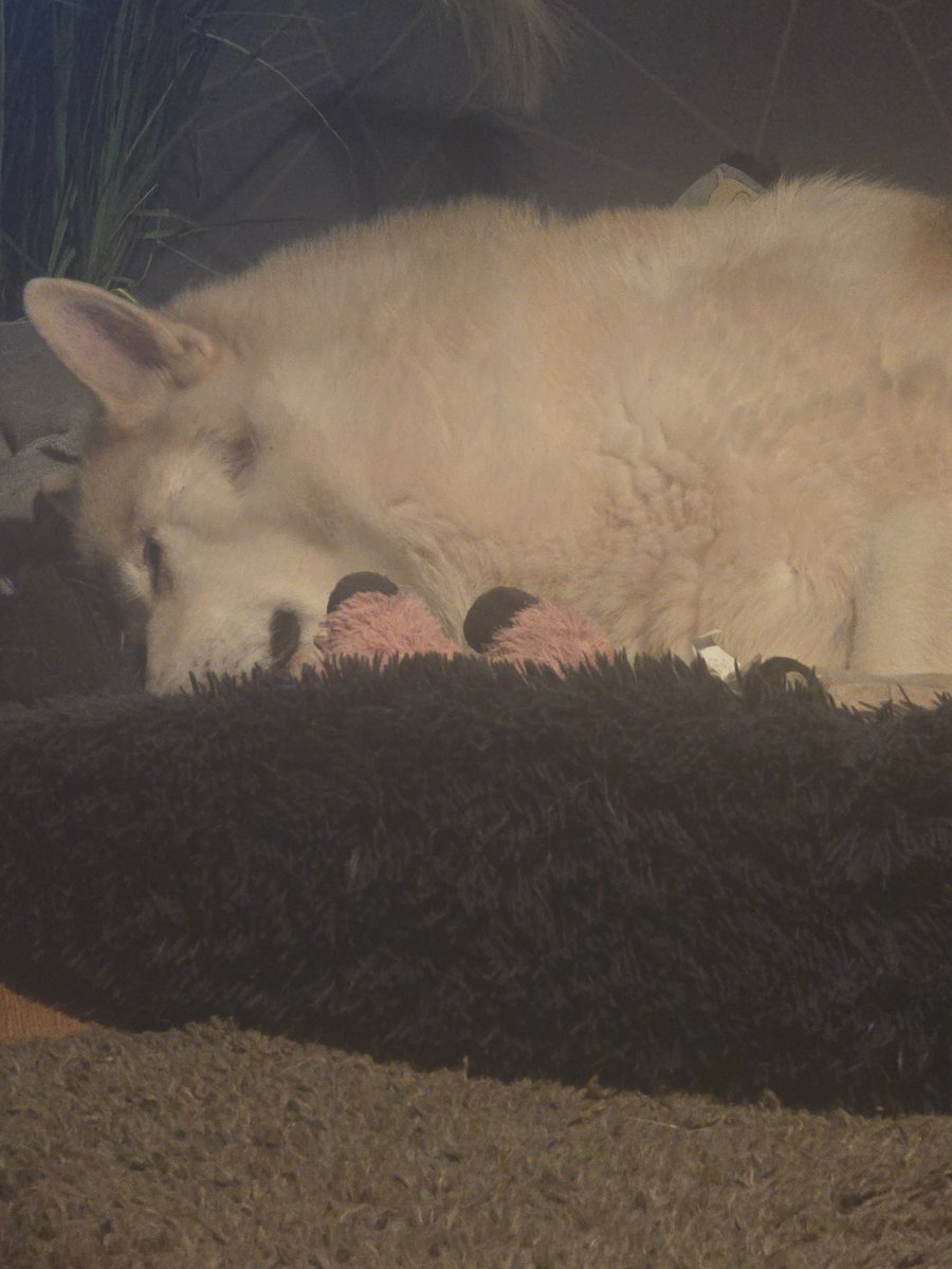 All snuggled in my beds tonight. Goodnight dear frens. ❤️🐾