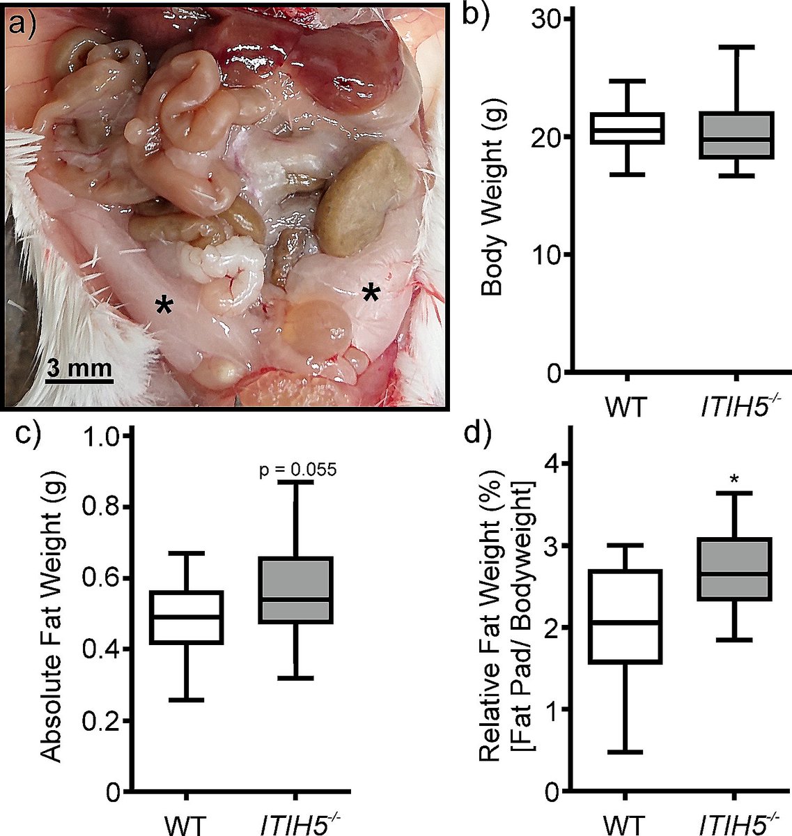 Genetic deletion of ITIH5 leads to increased development of adipose tissue in mice dlvr.it/TCZqQ2