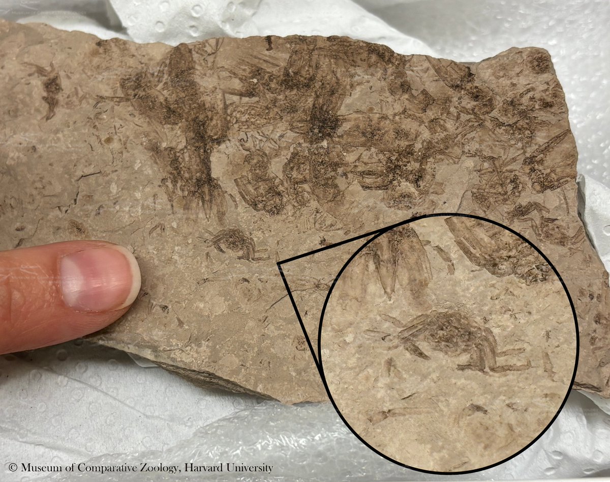 Tiny crab! It’s very small! Found without data in the collections, but we still love this little arthropod and its slabmates. #MCZInvertPaleo #FossilFriday