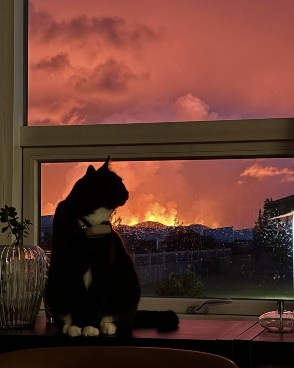 gatinarios's tweet image. pov: postando gato enquanto o twitter pega fogo