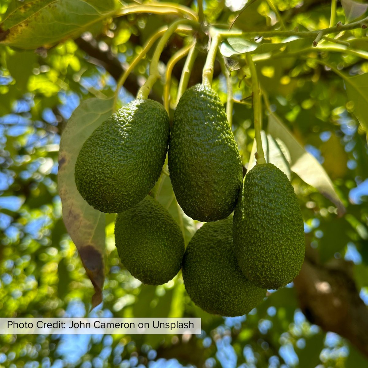 Mark Agerton, Julia Mezentseva, and James Sayre analyze deforestation in Mexico in new #AREUpdate article “Chips, Dip, and a Side of Deforestation? U.S. Agricul­tural Trade and Deforestation Policy Beyond Avocados.” More: bit.ly/3XnRgru #MexicanAvocados #Trade <a href="/jay_sayre/">Jay Sayre</a>