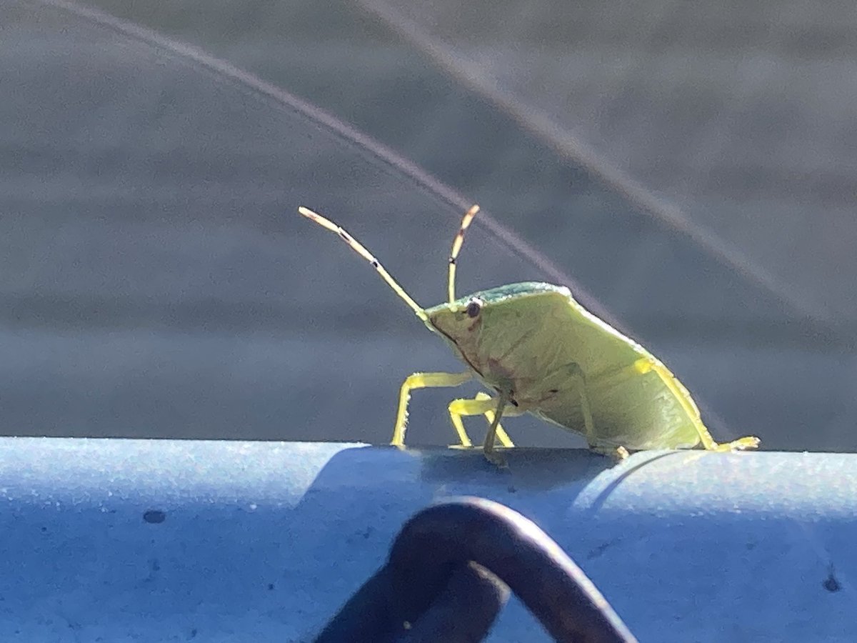 mancave blvd 🥞 tweet media