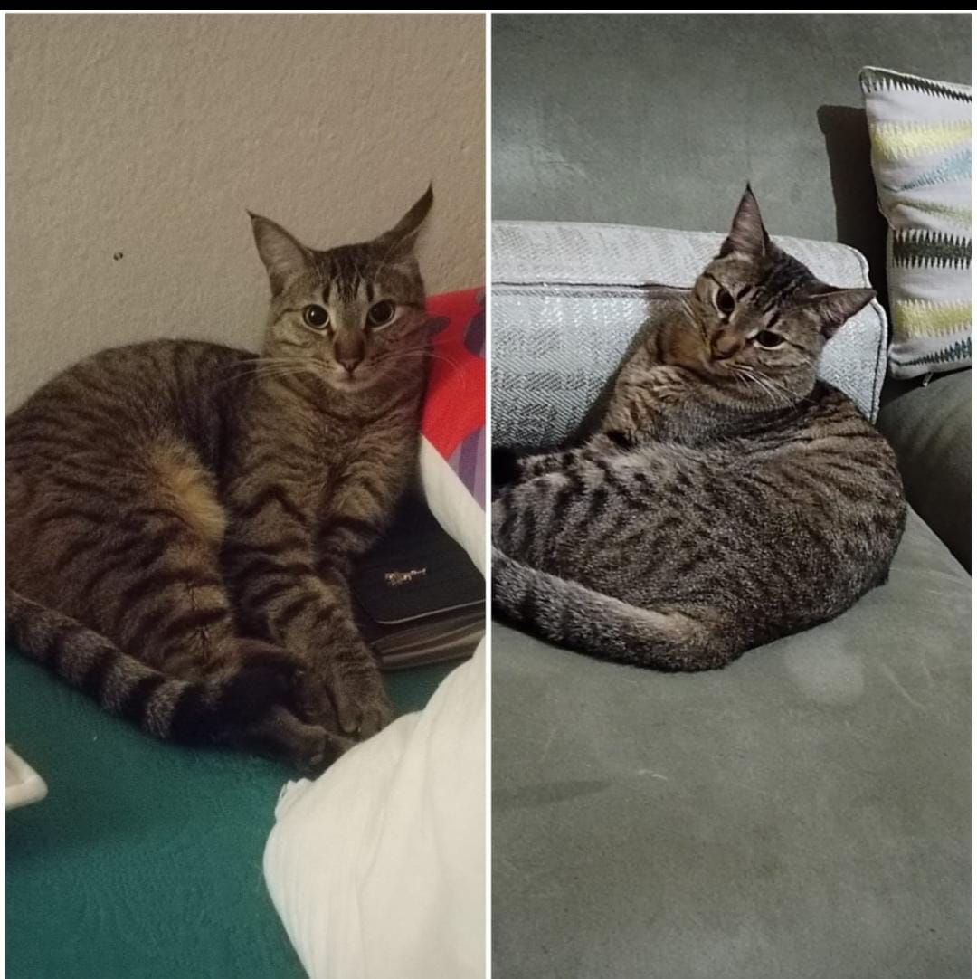 ROCIO MEJIA (@mejia_1985) on Twitter photo Ella busca un hogar donde le brinden amor tiene 2 años esta castrada, vacunada y desparasitada info al 40756828 rt <a href="/marielp82893334/">Mariel Pérez</a> <a href="/JLobo2011/">Julie López</a> <a href="/joaquingarzaro/">Joaquín Garzaro</a> <a href="/AlanAlfaroGt/">Alan Alfaro</a> <a href="/susanamorazan/">Susana Morazan</a> Ella busca un hogar donde le brinden amor tiene 2 años esta castrada, vacunada y desparasitada info al 40756828 rt <a href="/marielp82893334/">Mariel Pérez</a> <a href="/JLobo2011/">Julie López</a> <a href="/joaquingarzaro/">Joaquín Garzaro</a> <a href="/AlanAlfaroGt/">Alan Alfaro</a> <a href="/susanamorazan/">Susana Morazan</a>