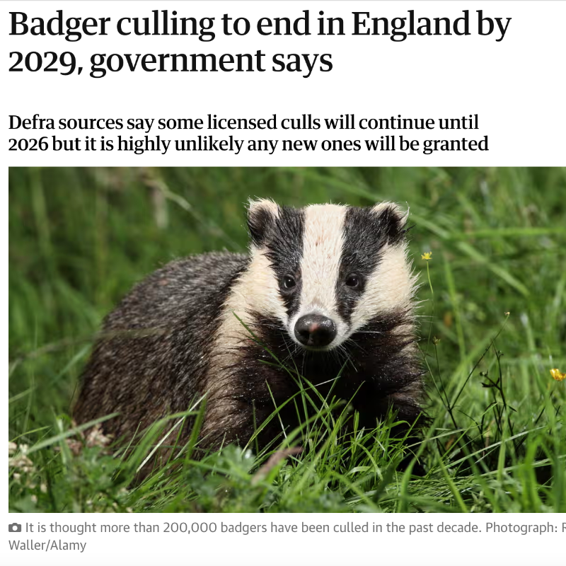 ProtectTheWild_'s tweet photo. Honestly - f**king hell. Another 5 years of killing?! Badgers are not to blame! 

SIGN THE PETITION calling for the Badger cull to end TODAY: https://t.co/Q6lOmNZaD8 https://t.co/54TuxfFHXy