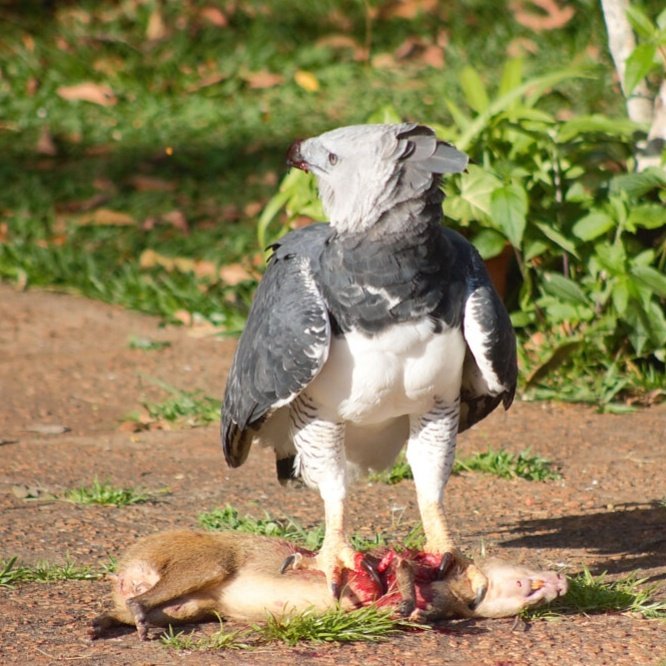 PodcastUru's tweet photo. #RIPTWITTER

Agora a thread é com a maior ave de rapina do mundo, só que cada vez que o fim se aproxima a presa fica menor...

Harpia caçou uma cutiazona (?)

📷 Manoel Santo https://t.co/q2z3WLFZS2