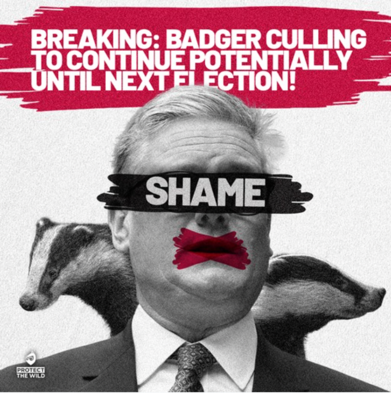 ProtectTheWild_'s tweet photo. Shame on this @UKLabour Govt for announcing they'll continue the slaughter of tens of thousands Badgers until the next election.

The solution to dealing with bTB is in the herd, proper testing and better hygiene practices!

Not endlessly slaughtering Badgers! 

RT if you agree! https://t.co/0kVUupTexz