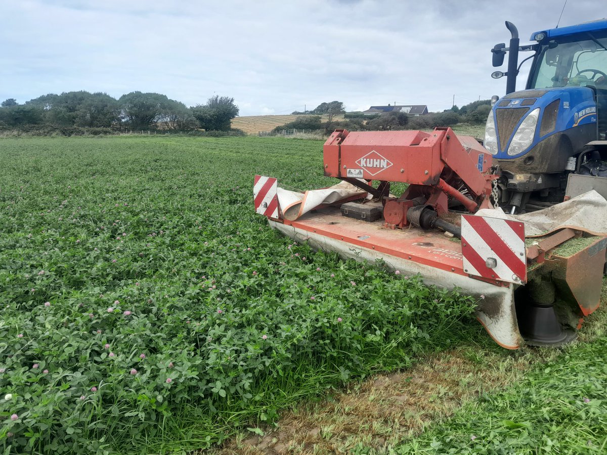 Nice 4th cut of <a href="/Oliver_Seeds/">Oliver Seeds</a> Broadsward HiPro coming off tonight - grass, clover, wholecrop, crimped grain and fodder beet all grown on farm, this will make a nice high protein addition to the milkers TMR 👌🏴󠁧󠁢󠁷󠁬󠁳󠁿🐄 <a href="/LallemandUK_IRL/">Lallemand Animal Nutrition UK & Ireland</a> <a href="/SCCWales/">South Caernarfon Creameries - Hufenfa de Arfon</a> <a href="/KUHN_UK/">KUHN Farm Machinery</a> @NewHollandAG #FarmGrownFeeds