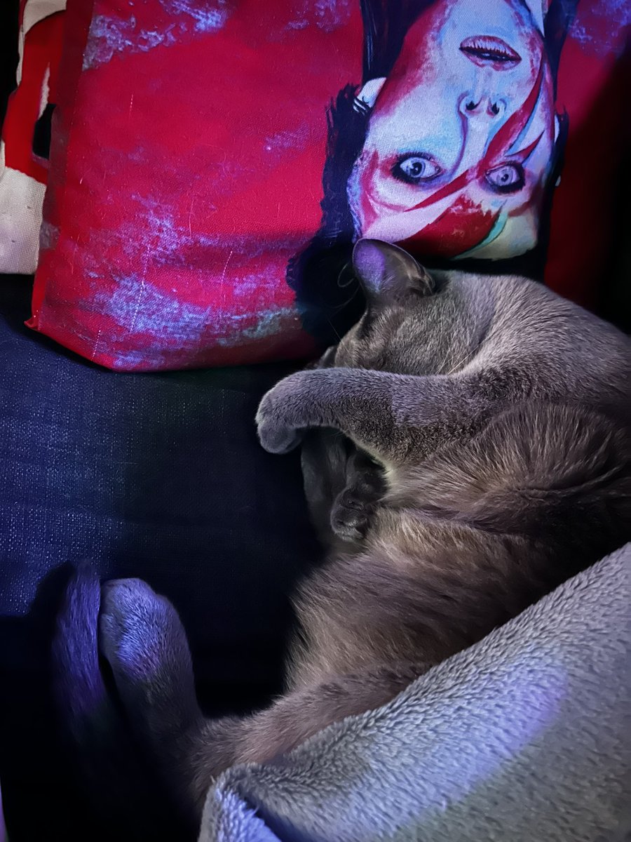 daynagorecki's tweet photo. Tuna watching When Evil Lurks on the #Nightmareathon #TheLastDriveIn #MutantFam @kinky_horror @therealjoebob @Shudder https://t.co/3D2YMr9HCy