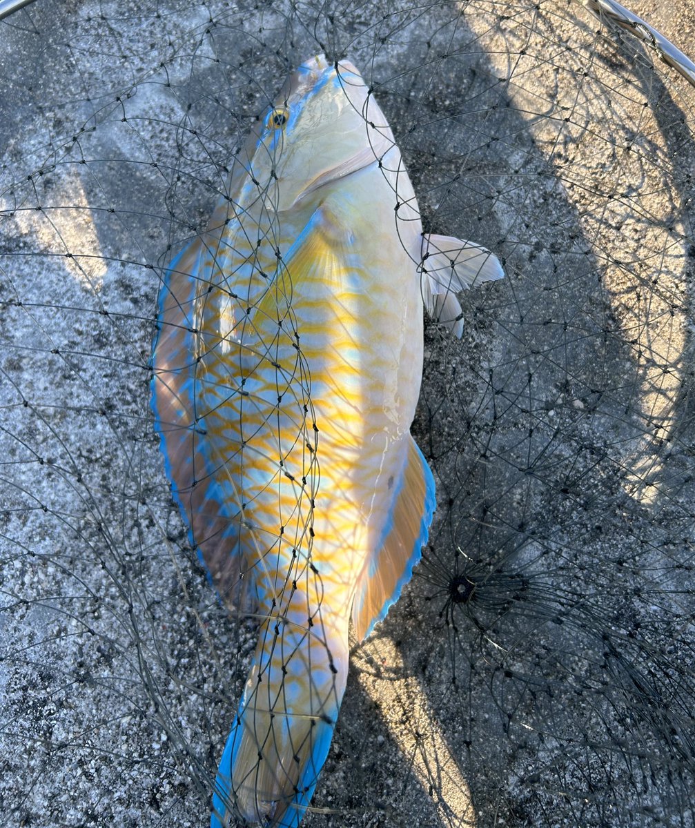 muruyukai's tweet photo. 職場の人と嫁と午前中釣行☀️
40upアーガイを筆頭に合計4枚釣って
楽しめました✨
打ち込みは安定の不発😞 https://t.co/vgLswXktyn
