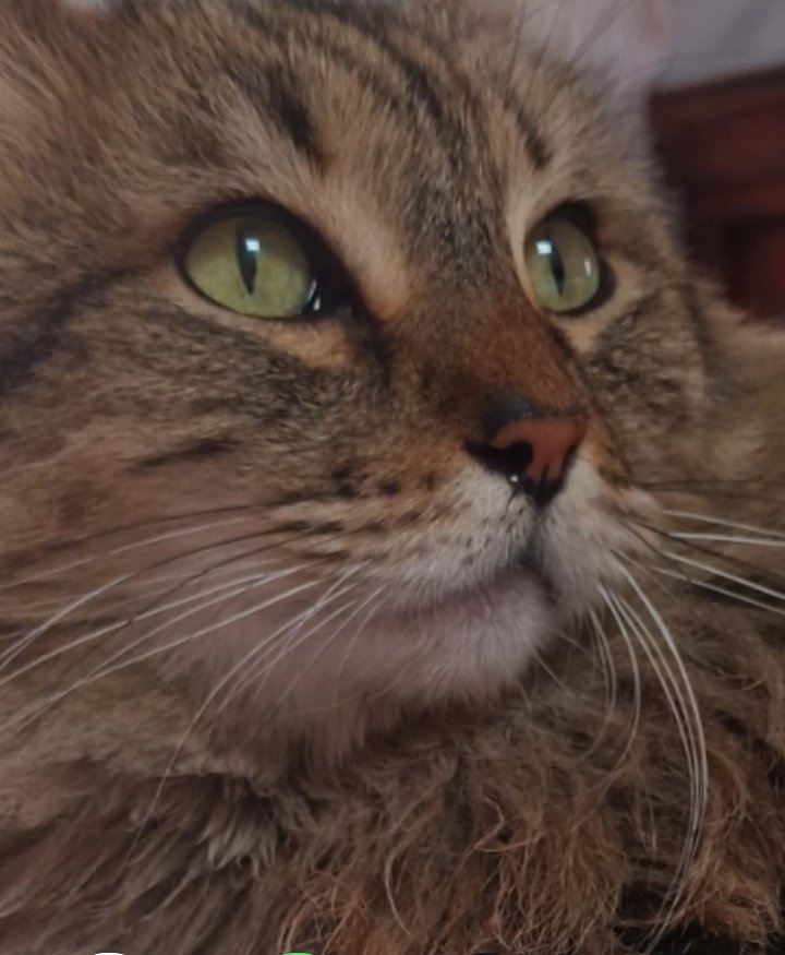 taller2006's tweet image. Ya van varias veces que compruebo que #Tlaloque entiende algunas palabras del idioma.
Cuando pelea con su hermano el #Xipi les hablo para que se aparten y por supuesto que me ignoran y corren a la azotea de mi casa para seguir la pelea, pero entonces grito
"Tlaloque baja, voy a