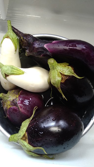 台所から茄子が無くなってたので…また茄子を採ってきた…茄子…な…す… 