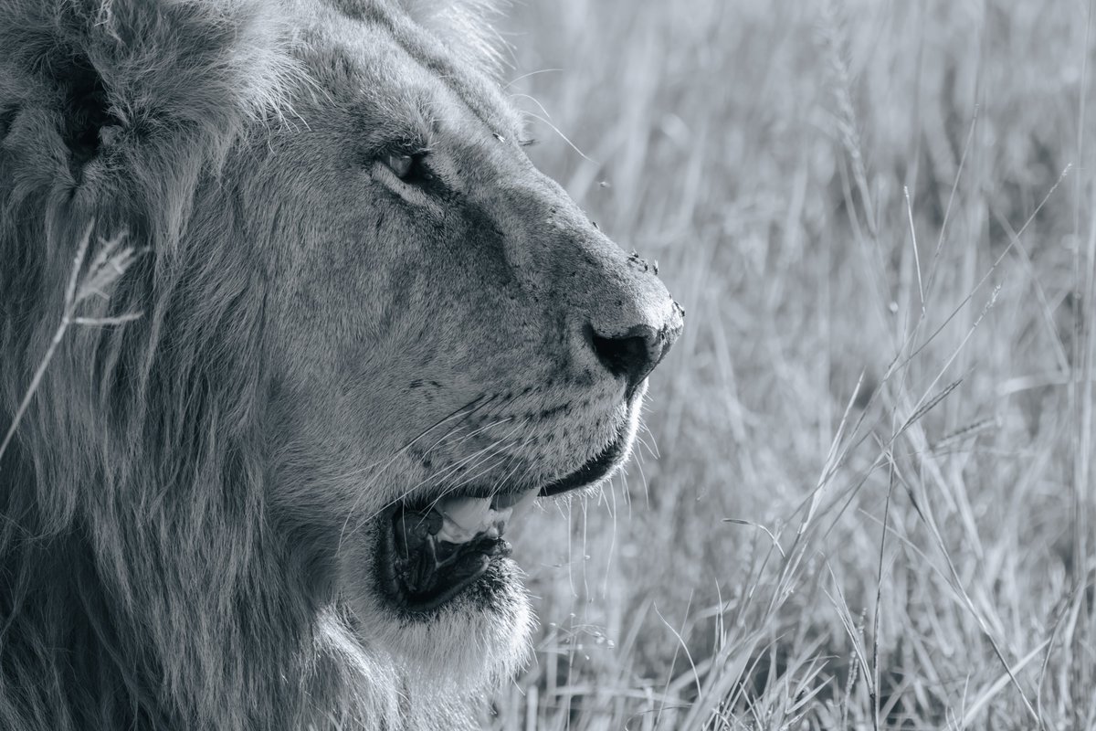 bownaankamal's tweet photo. Mighty Salas Boys born in 2015 and undefeated. They are doing great and very secure players.
1) Olepolos
2) Orkitok
3) Osapuk
#natureisamazing #lionsofmasaimara #lions #bownaankamal #natgeo #bigcats #masaimara #pawstrails #goldenhour #bbcearth #magicalmasaimara https://t.co/VeDcpJcWIl