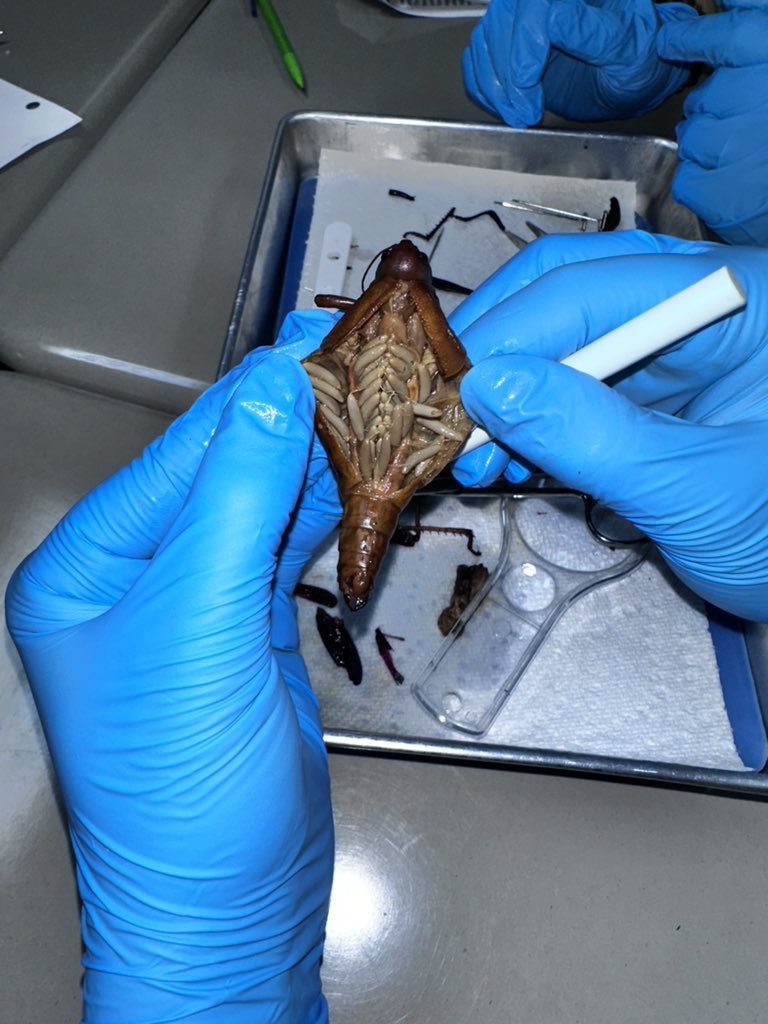 Summer King tweet media