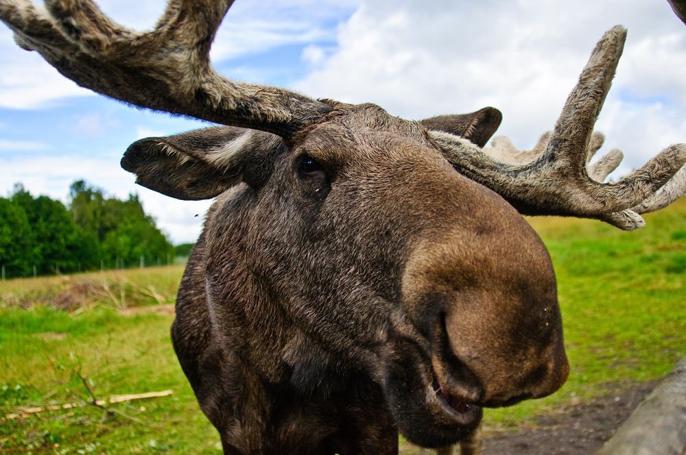 Cody (@codylovesmilfs8) on Twitter photo 