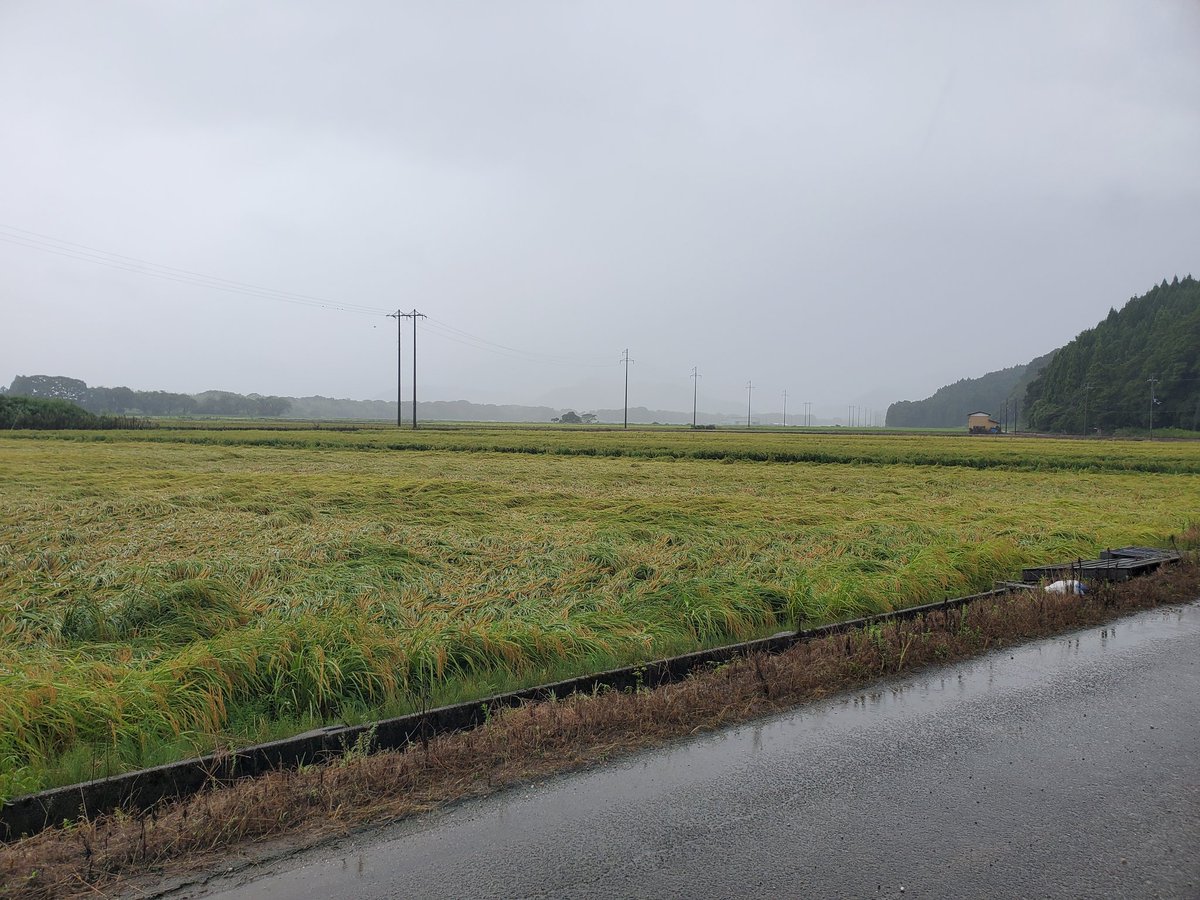 K_FILE_CAMP's tweet photo. 収穫前に雨降りすぎ。ため息しか出ない。 https://t.co/wpPJhVNLxE
