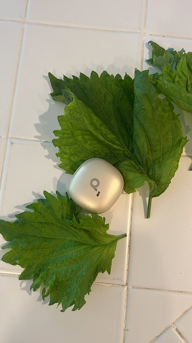 eBayで買った大葉の種育てたらこんな大きさになった！