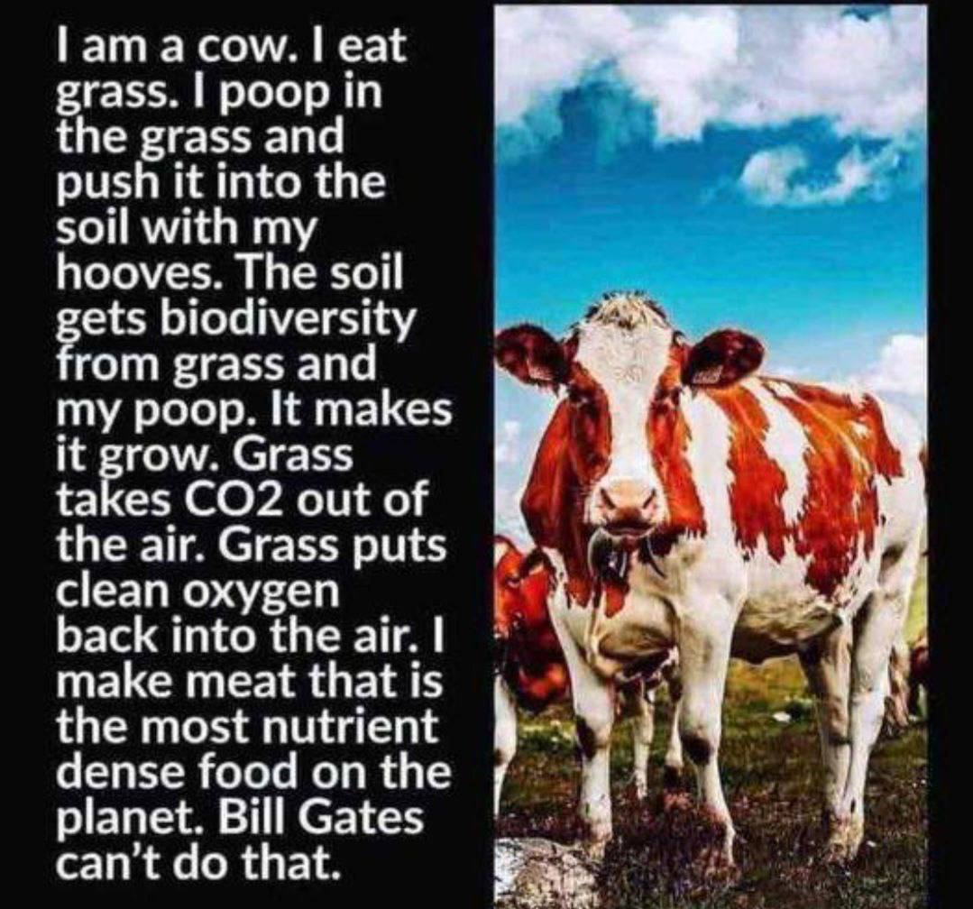 FreyjaTarte's tweet photo. Save the cows! https://t.co/gIg86rJQsi