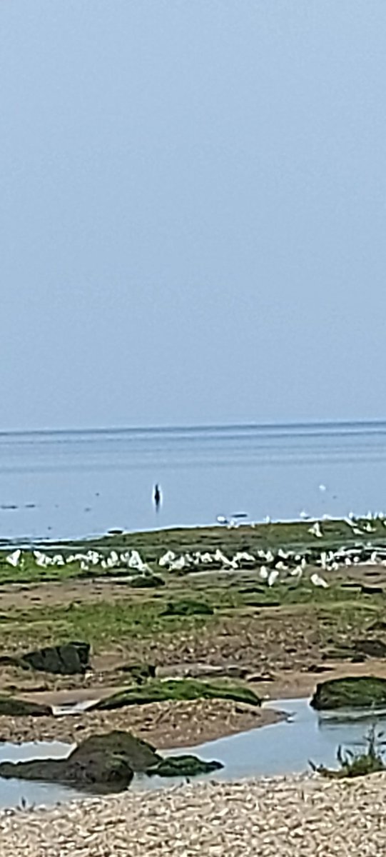 Blackswan spotted 😱😱😱😱