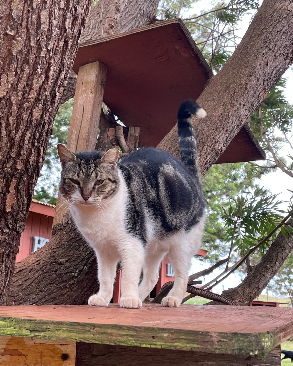 visitlanai's tweet photo. Meet Hiaka 💜! The “Lānaʻi Lions” at the Lānaʻi Cat Sanctuary are so sweet, itʻs no wonder so many visitors come to see (and even adopt!) them 💜

#VisitLanai https://t.co/aqCaopMI2z
