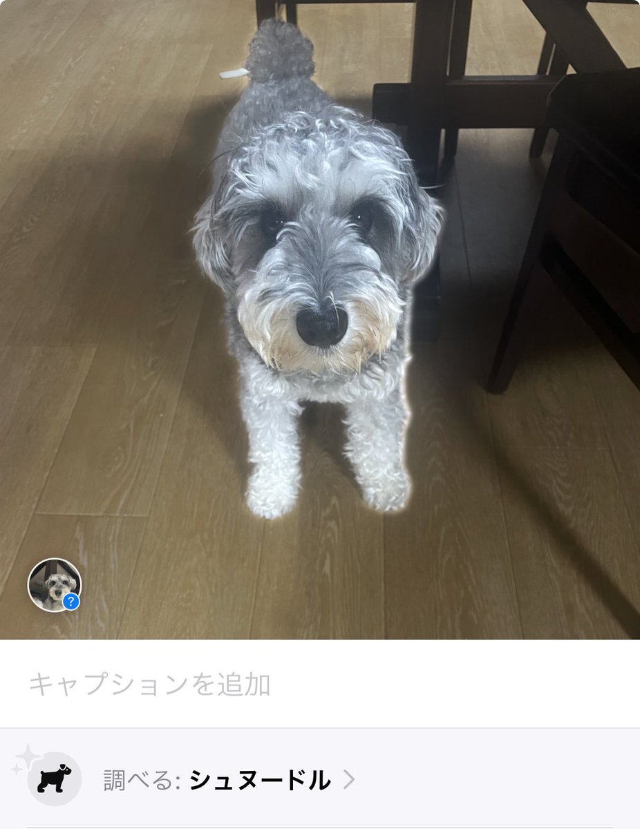 最近はシュヌードル判定されがち🧸
#ミニチュアシュナウザー