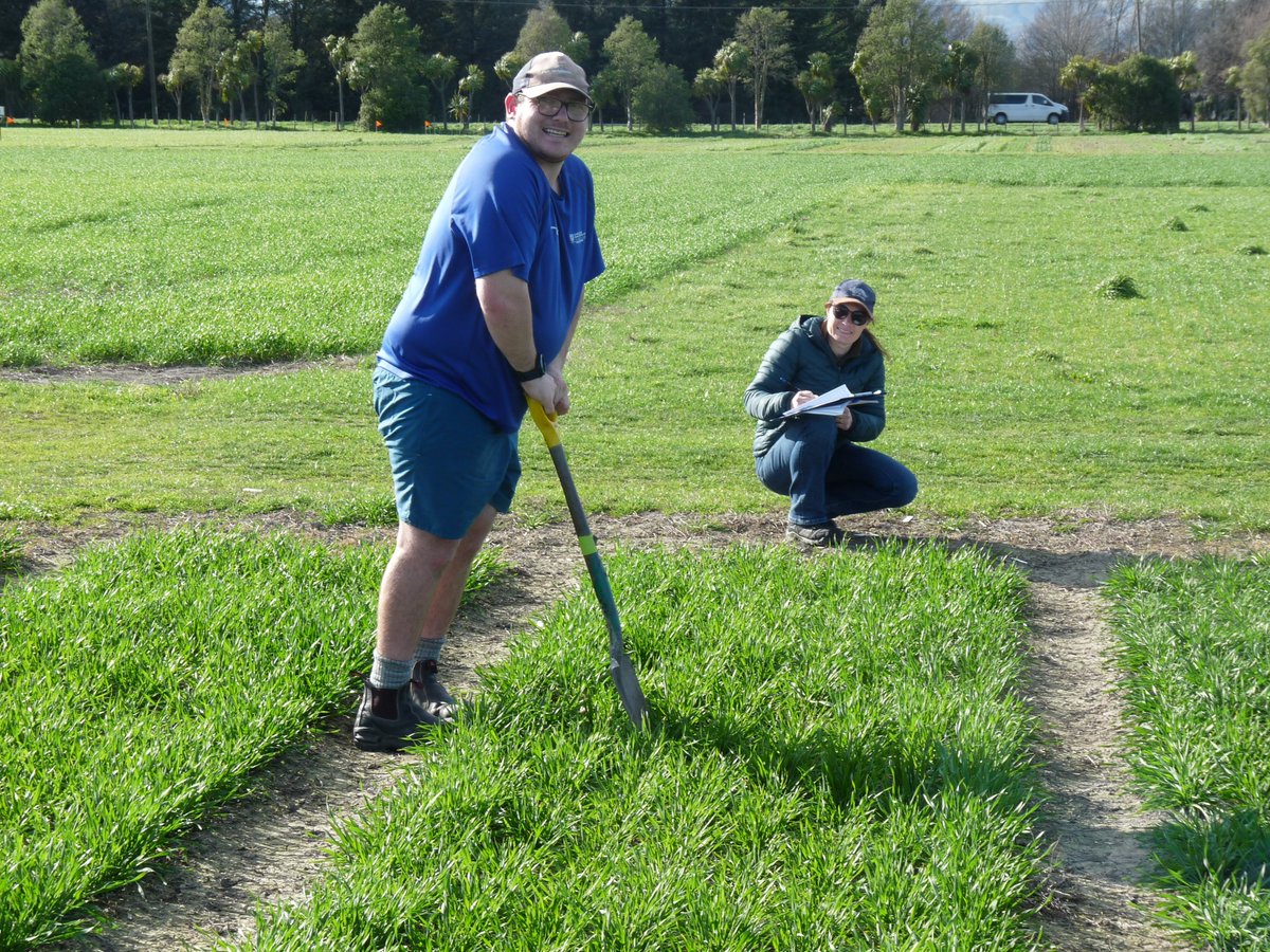 Dr Pieter-Willem HENDRIKS (@pieterwillemhe1) on Twitter photo Teamwork in our Kowhai farm Weed Competitive Wheat experiment, tiller number biomass cuts, light interception, canopy pictures, weed infestation and wheat growth scores made for a beautiful day in world's best office <a href="/FARarable/">Foundation for Arable Research (NZ)</a> <a href="/LincolnUniNZ/">Lincoln University</a> . Thank you Cam and Karine Teamwork in our Kowhai farm Weed Competitive Wheat experiment, tiller number biomass cuts, light interception, canopy pictures, weed infestation and wheat growth scores made for a beautiful day in world's best office <a href="/FARarable/">Foundation for Arable Research (NZ)</a> <a href="/LincolnUniNZ/">Lincoln University</a> . Thank you Cam and Karine