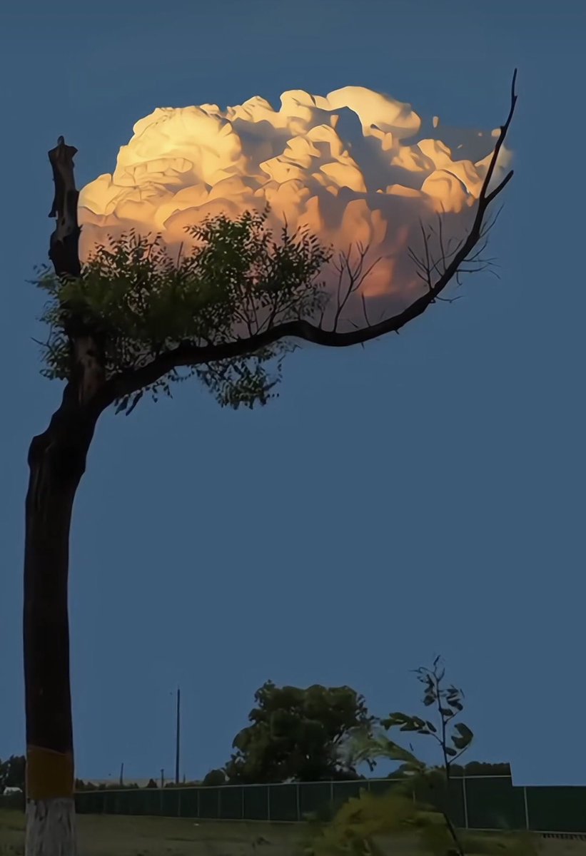 “insanı tanıdıkça psikolojiniz bozulur,
  ömrünüz kısalır.
  hayvanı tanıdıkça ruhunuz dinlenir,
  ömrünüz uzar…”
  .