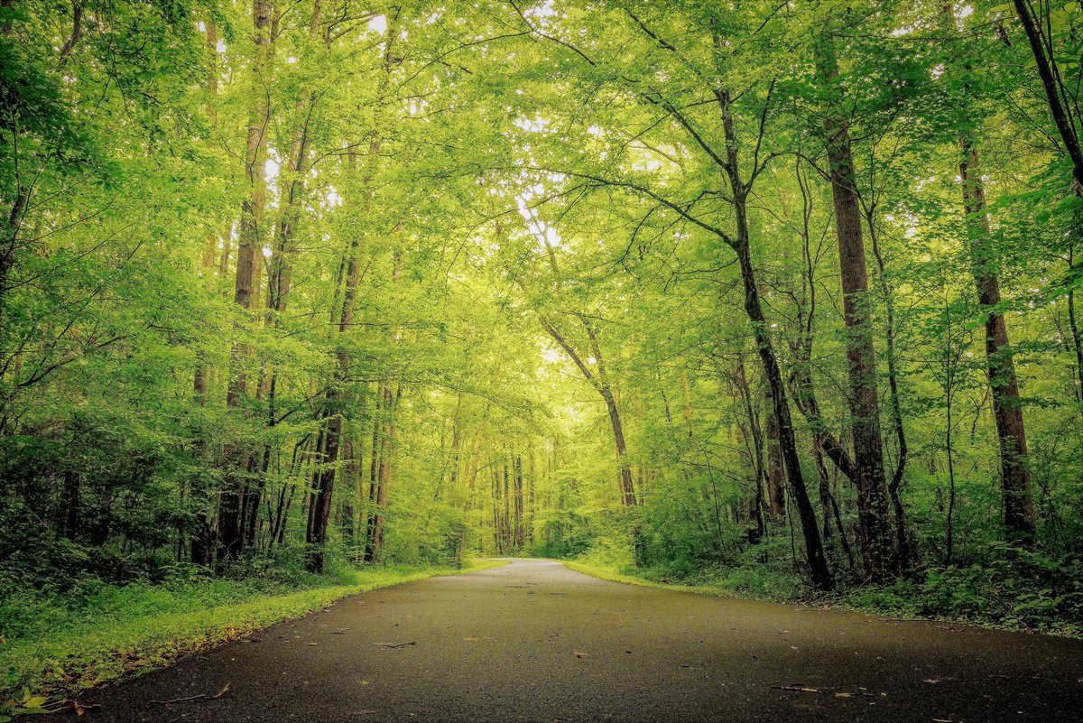 yuliagreeny's tweet photo. เอาภาพธรรมชาติมาฝากค่ะ ขอให้วันนี้เป็นวันที่น่ารักของทุกคนนะคะ 🌳✨️ https://t.co/dGdc002z8h