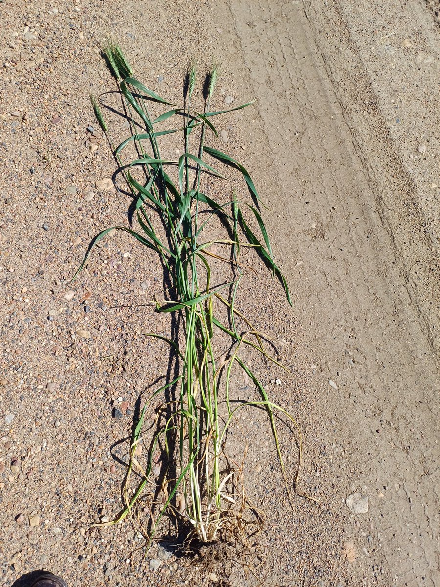 Oscarthefarmer's tweet photo. One over achiever...
Single #wheat #sunmax plant trying to fill 136 seeds at flowering. Leggy bastard.
Tiny root area due to season... the hot dry weather should send it chasing down. https://t.co/pki0duQsYy