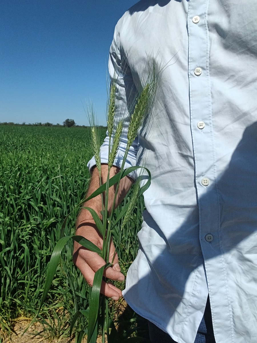 Oscarthefarmer's tweet photo. One over achiever...
Single #wheat #sunmax plant trying to fill 136 seeds at flowering. Leggy bastard.
Tiny root area due to season... the hot dry weather should send it chasing down. https://t.co/pki0duQsYy