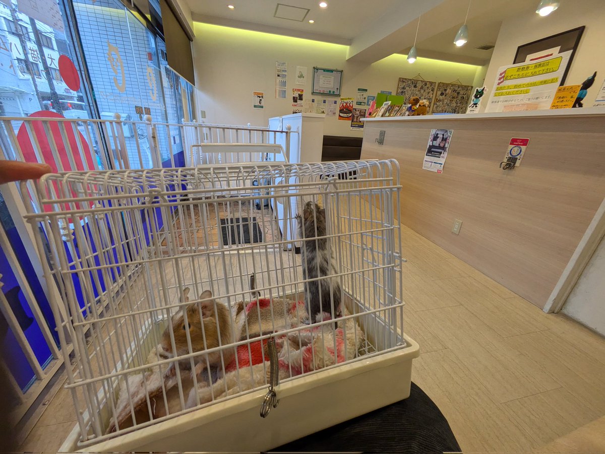 degushiro's tweet photo. 1週間くらい前からクロのお尻の毛を引っ張るとごそっと抜けるので病院に連れてきました

真菌かなーと思ってます

2匹同じケージで飼ってるからシロに感染してる可能性もあるよね https://t.co/jYaLN7i92W