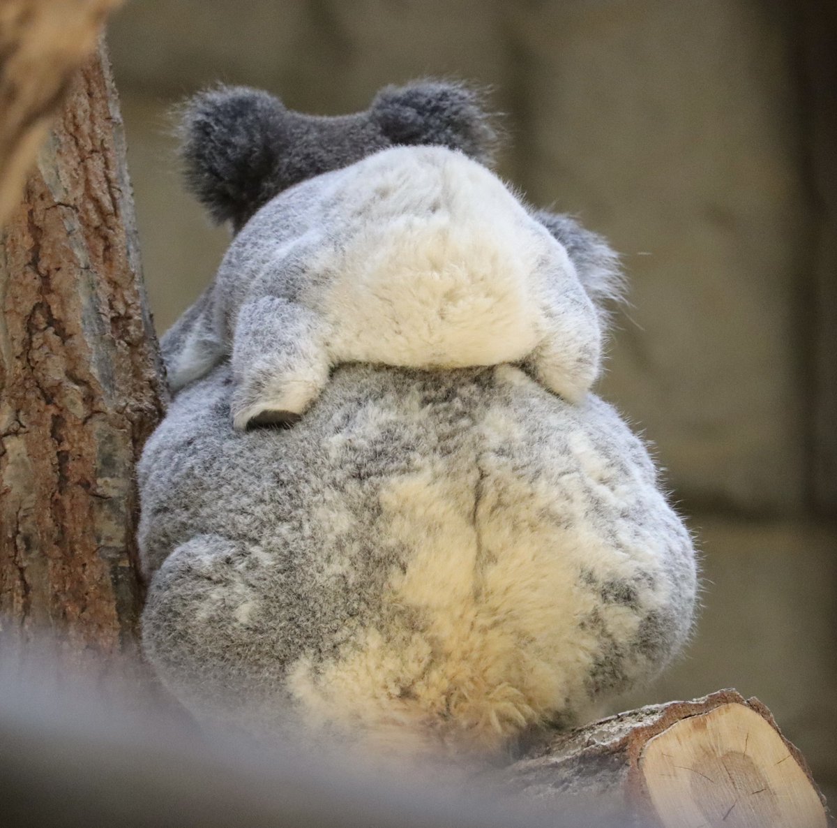 m70144126's tweet photo. 短い足が可愛い🫶

#東山動植物園
#りん
#もなか 
#コアラ https://t.co/Y7UsO3QLSY