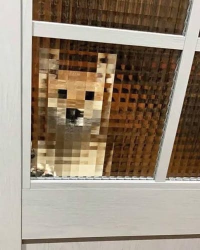 ShibaEveryHour's tweet photo. https://t.co/YxCugraQKi
