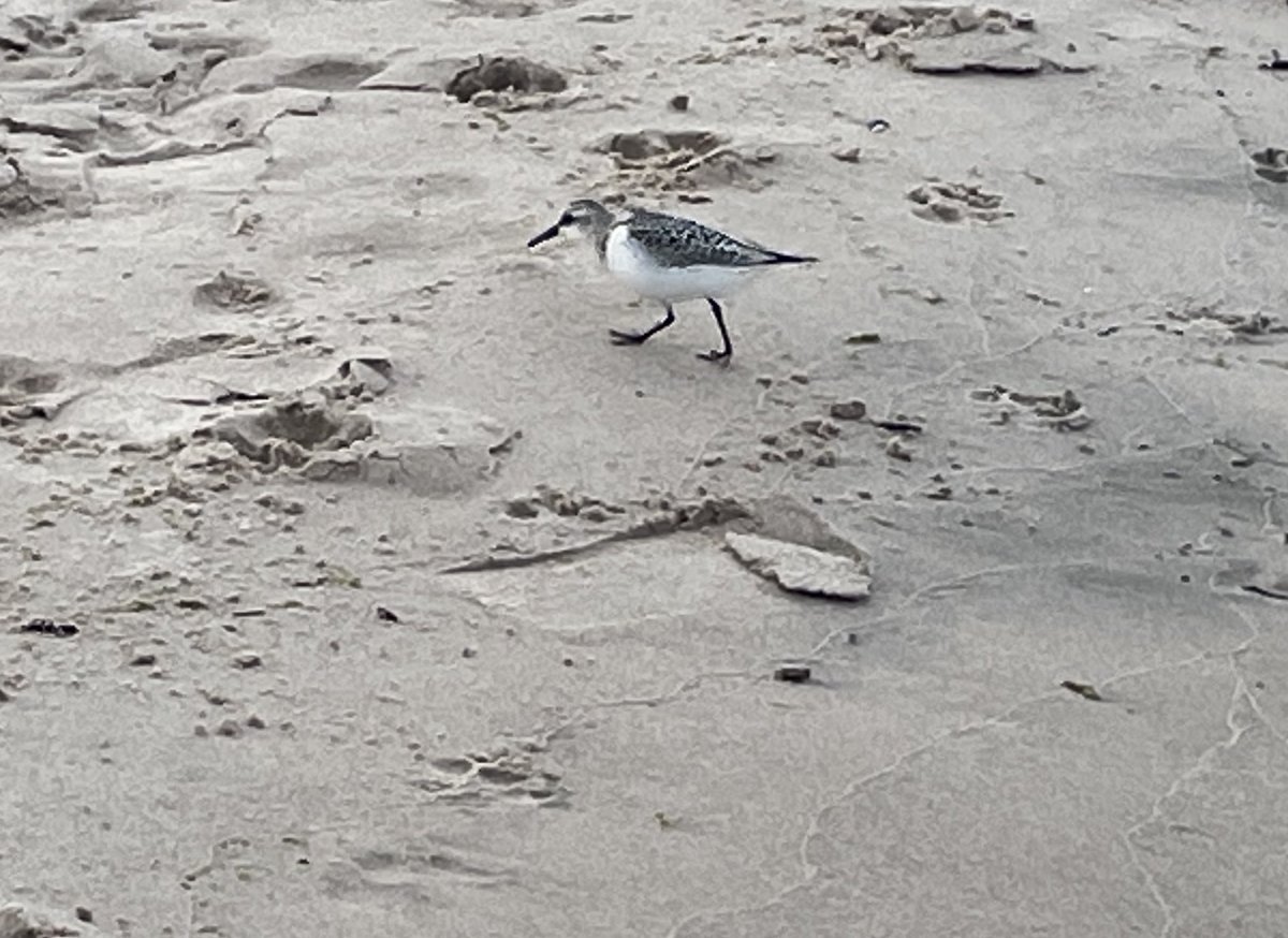 runswstilettos's tweet photo. It took me ALL SUMMER LONG but I finally saw some #Sanderlings at the #shore this evening! #birds #birdwatching #nature #shorebirds #sandpipers #beaches #beachcombing #water #inlandsea #lakemichigan #greatlakes β¦@StarboardRailβ© β¦@wdnr β© β¦β¦@LakeMichigan13β© https://t.co/lEh5k8yjSd